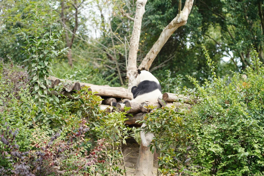 PandaBase06