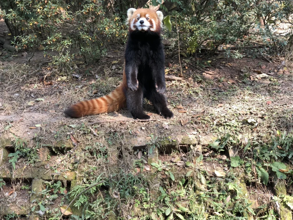 PandaBase11