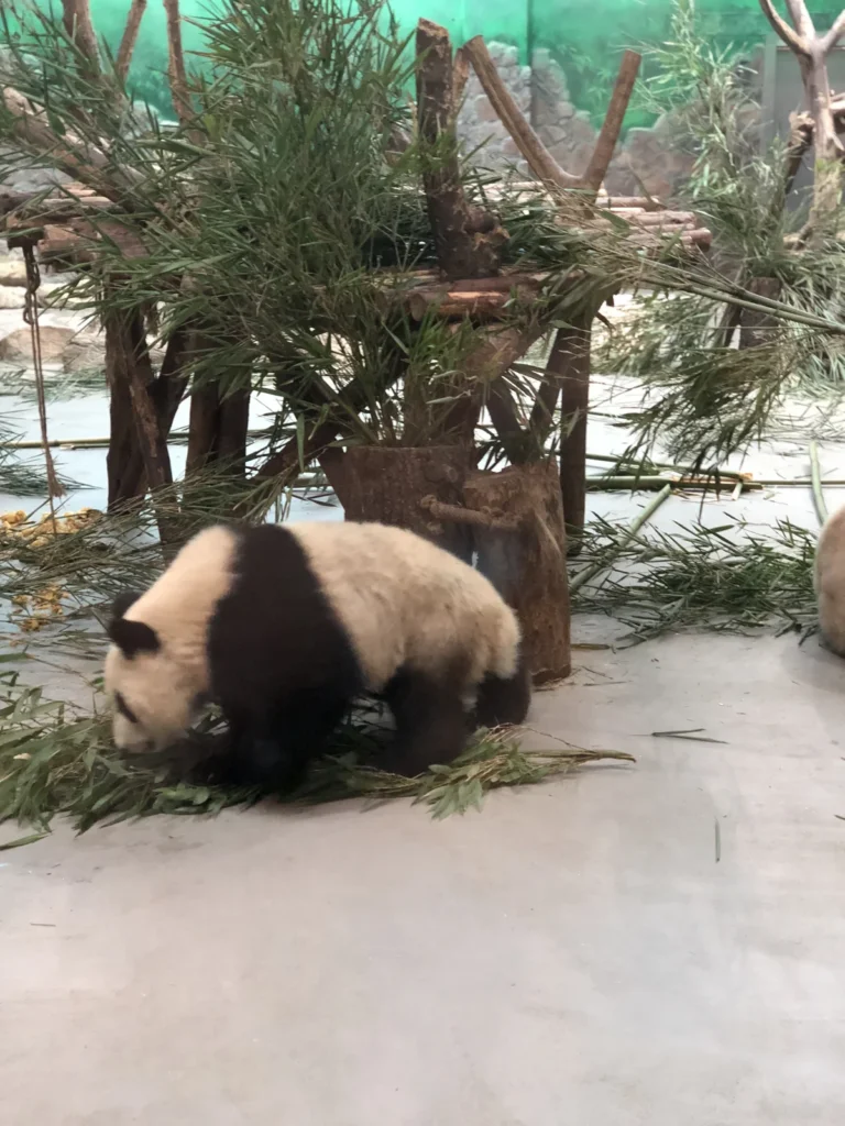 PandaBase12