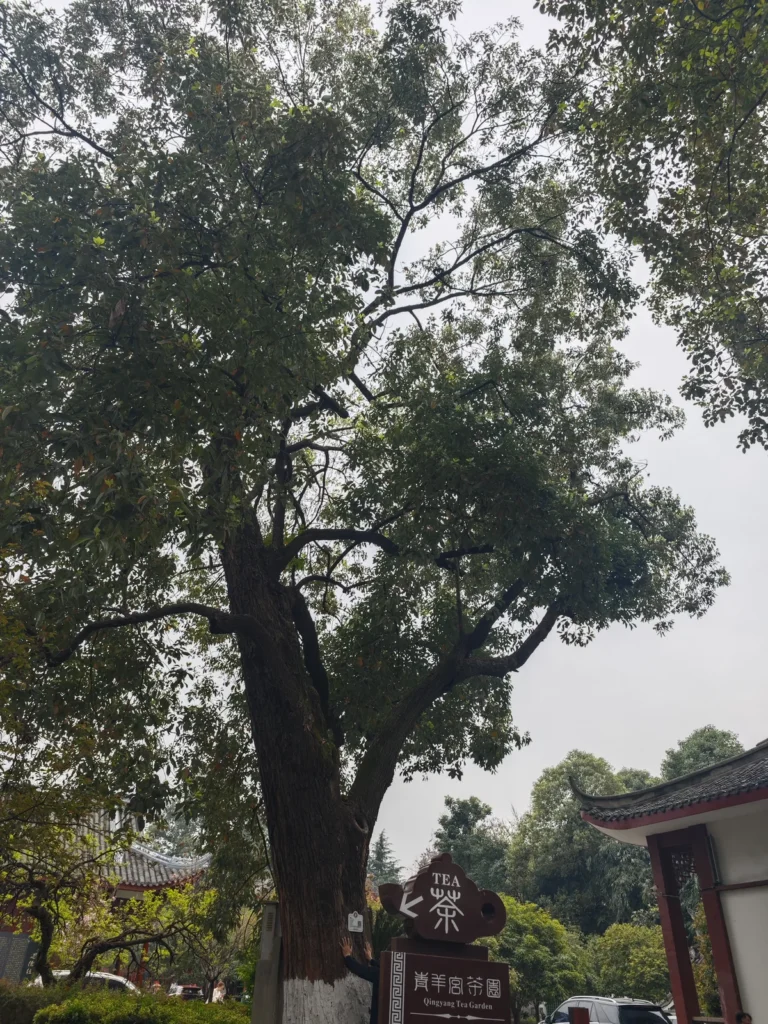 青羊宮 13 Qingyang15